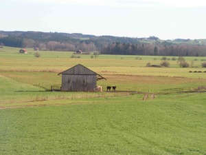 Brucker Moor im Sommer