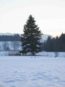 Brucker Moor im Winter 1