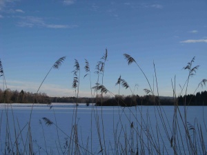 Brucker Moor im Winter