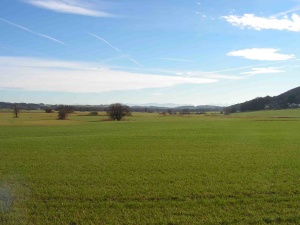 Brucker Moor im Sommer 1
