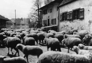 GM430-04-LChrStr-u-Schafe-ca-1928-29-k