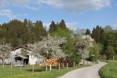 Reisenthal Frühling-s 