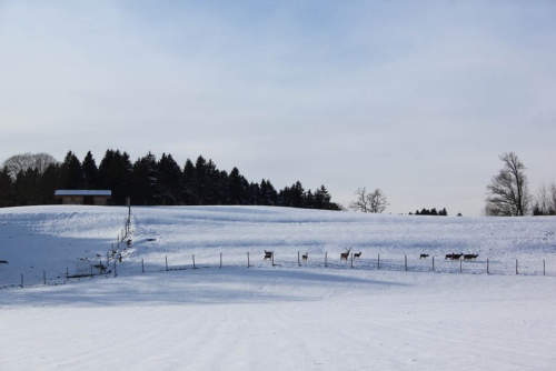 Reisenthal Winter-s- 2 