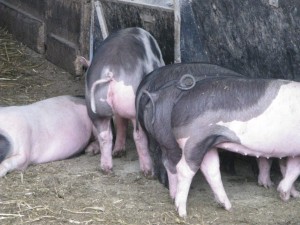 Herrmannsdorfer Schweine       