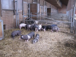 IMG_4Herrmannsdorfer Schweine 1       